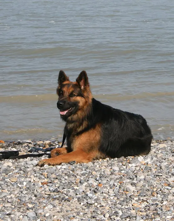expérience éducation canine 39